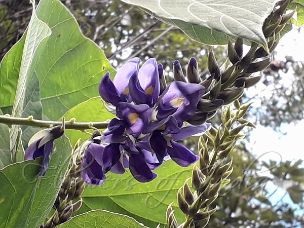 Kudzu Vine